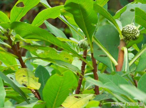 人患癌之前有什么症状,身体癌变第一个信号