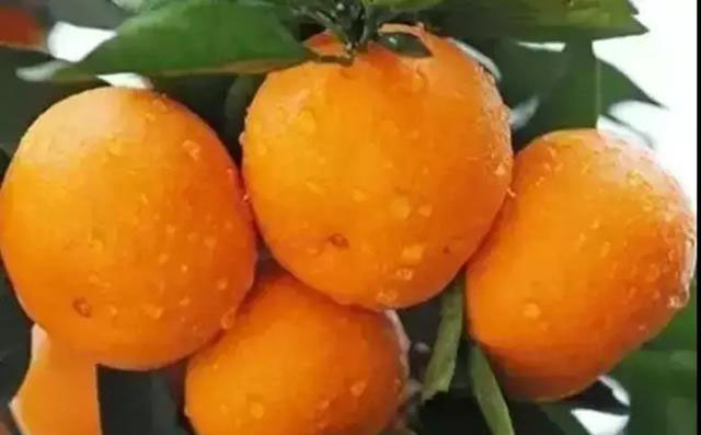 磷酸二氢钾在农作物的使用方法 (磷酸二氢钾各种作物怎么使用)