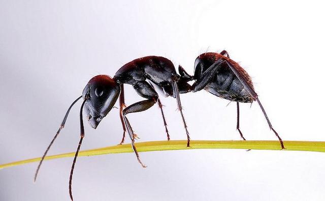 蚂蚁才是地球上进化最完美的生物,蚂蚁是人类进化的最高阶梯吗