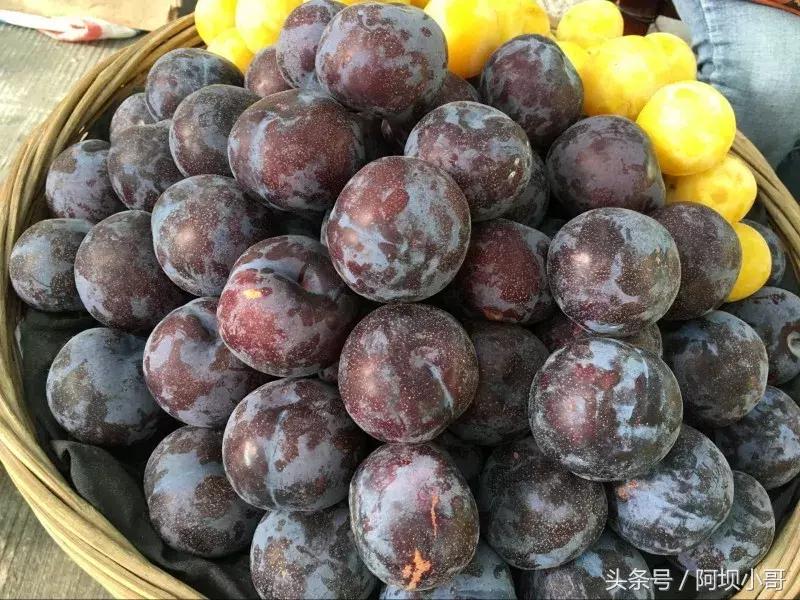 相约盛夏七月，康养汶川的李子熟了！花椒红了！