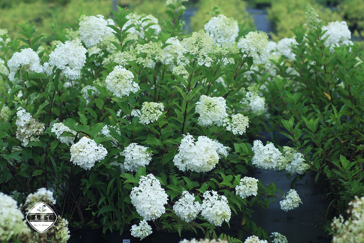 不与群芳争春色淡留清气满乾坤,不与群芳争艳只待盛开