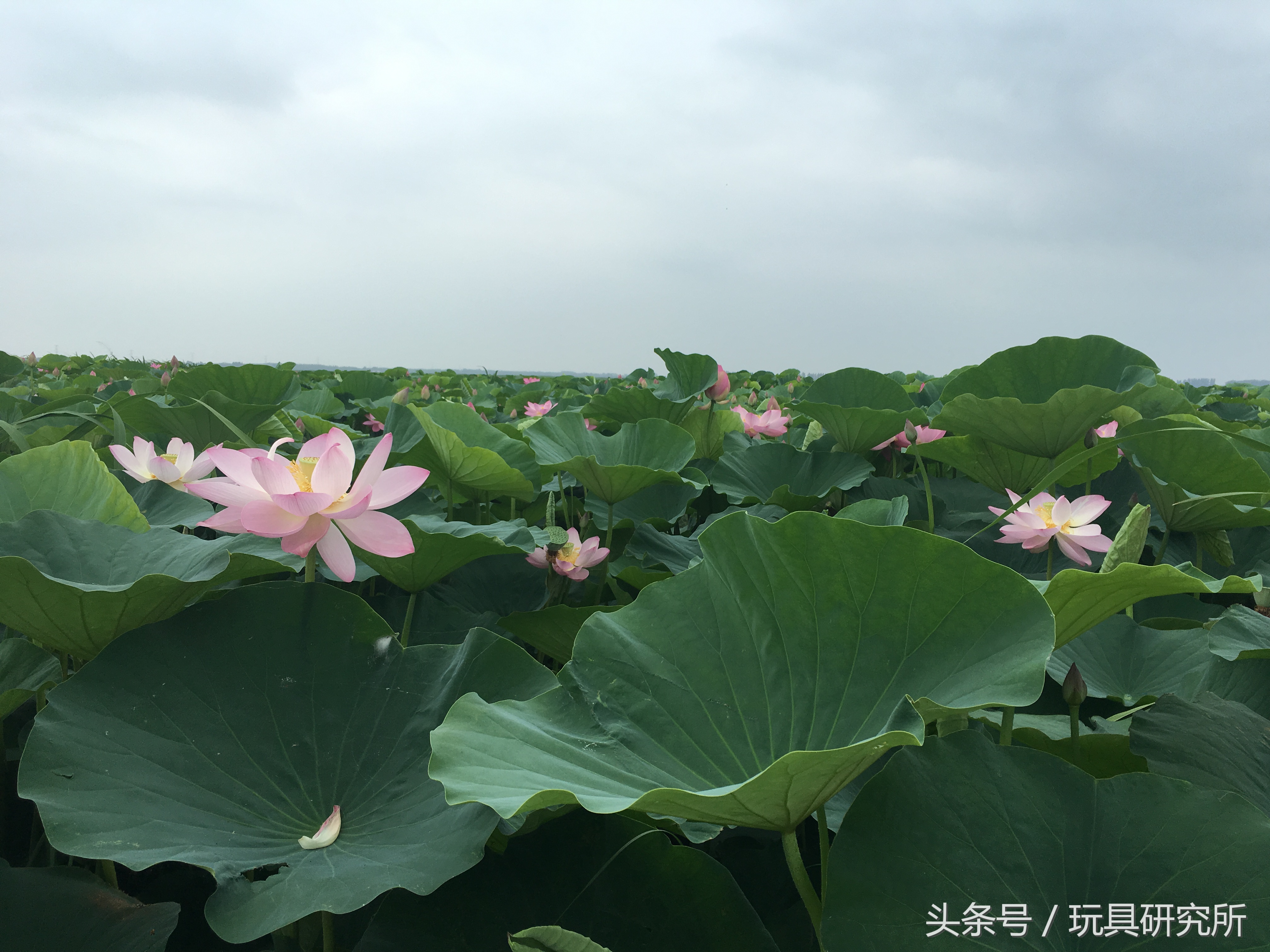 辽中珍珠湖看荷花带着孩子去哪儿玩珍珠湖环湖游沈阳周边游