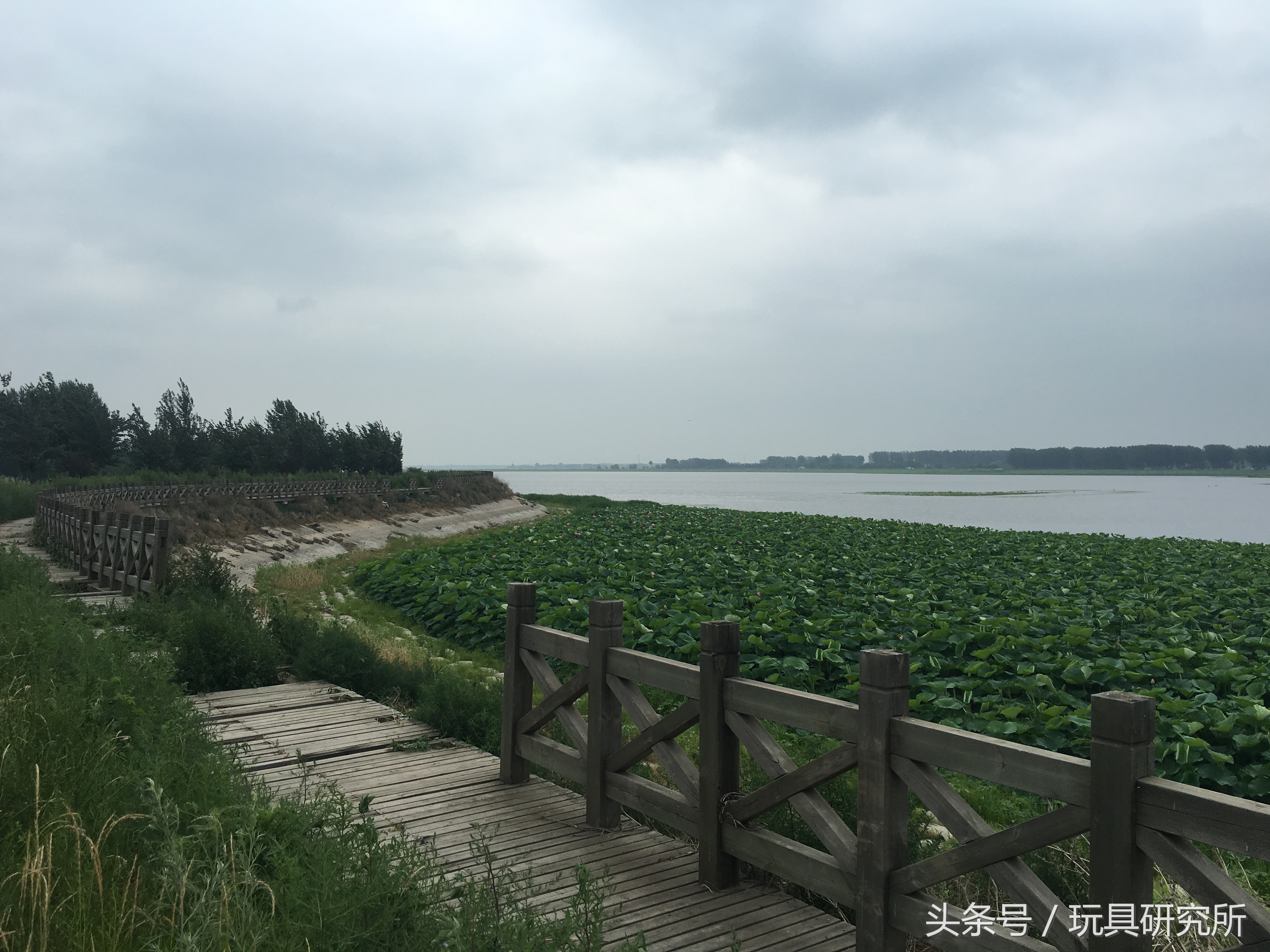 辽中珍珠湖看荷花带着孩子去哪儿玩珍珠湖环湖游沈阳周边游