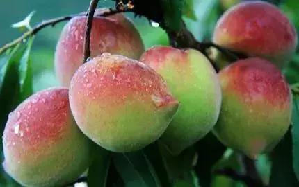 广州南沙冬天有番石榴摘吗,元旦广州摘番石榴