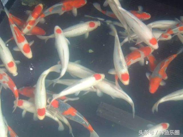 35度高温养锦鲤,锦鲤鱼缸高温怎么办