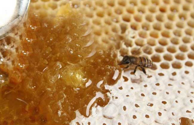 蜂蜜水热的好喝还是冷的好喝,蜂蜜水有哪些味道好喝点