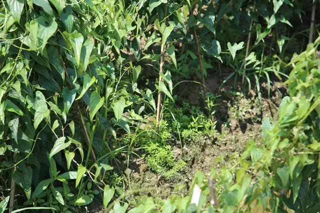 山药后期除草,山药种植怕除草剂吗