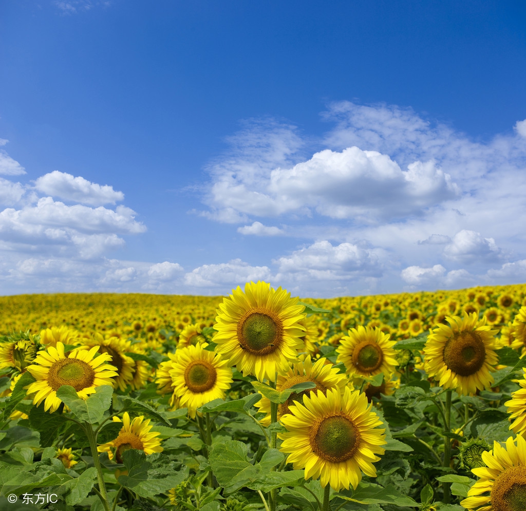 每日一花之向日葵