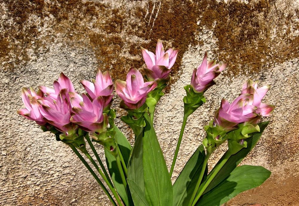 姜黄花的种植,姜黄花进口的养殖方法