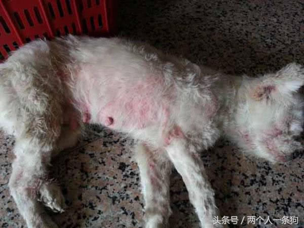 狗过量吃盐,狗摄入多少杏仁有危险