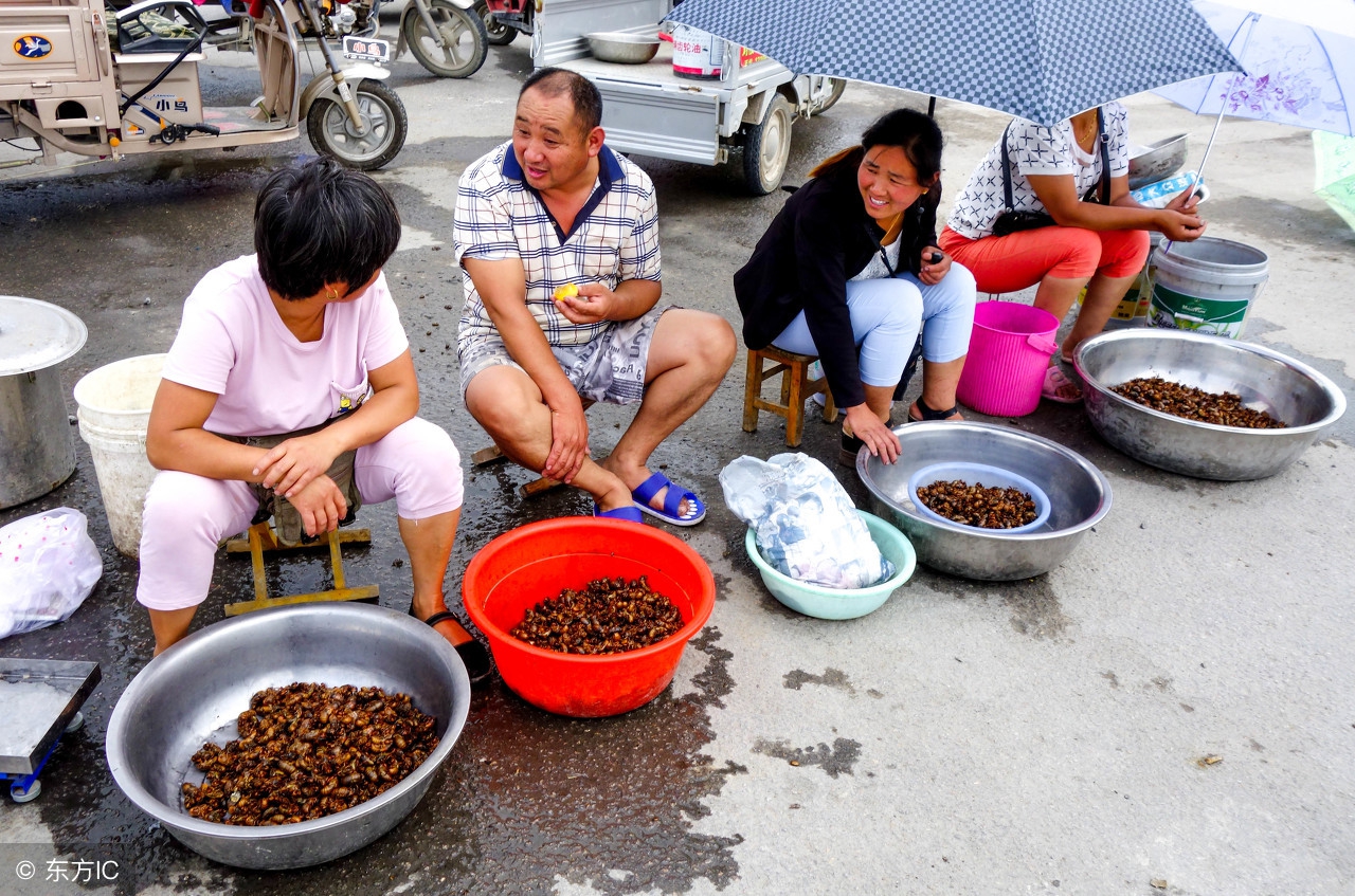 养殖金蝉投资多少钱利润多少,金蝉种植挣钱吗