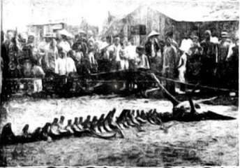 中国的龙图腾是怎么来的,7000年前中华龙