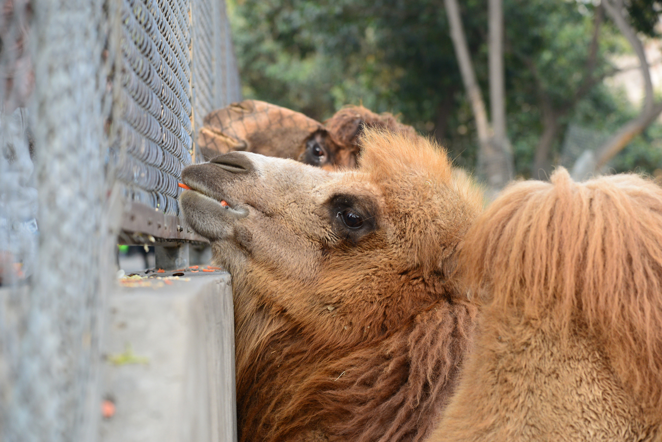 下属能力强但脾气很不好怎么沟通,遇到能力差的下属怎么管理