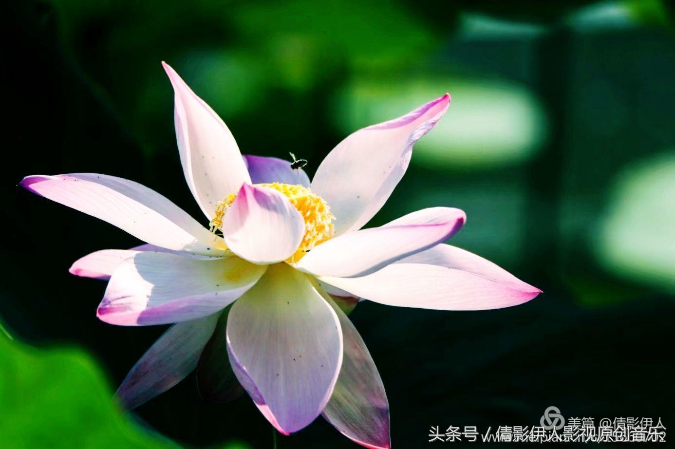 荷花之歌,立夏荷花音乐