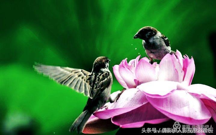 荷花之歌,立夏荷花音乐