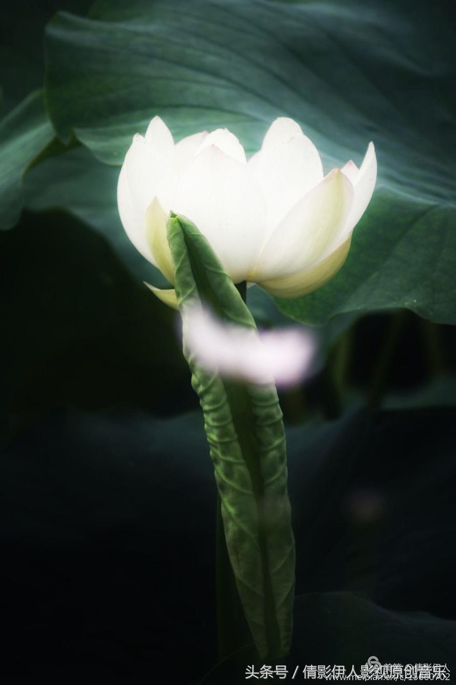 夏荷晕倒在海教官怀里,夏荷最美的十首诗