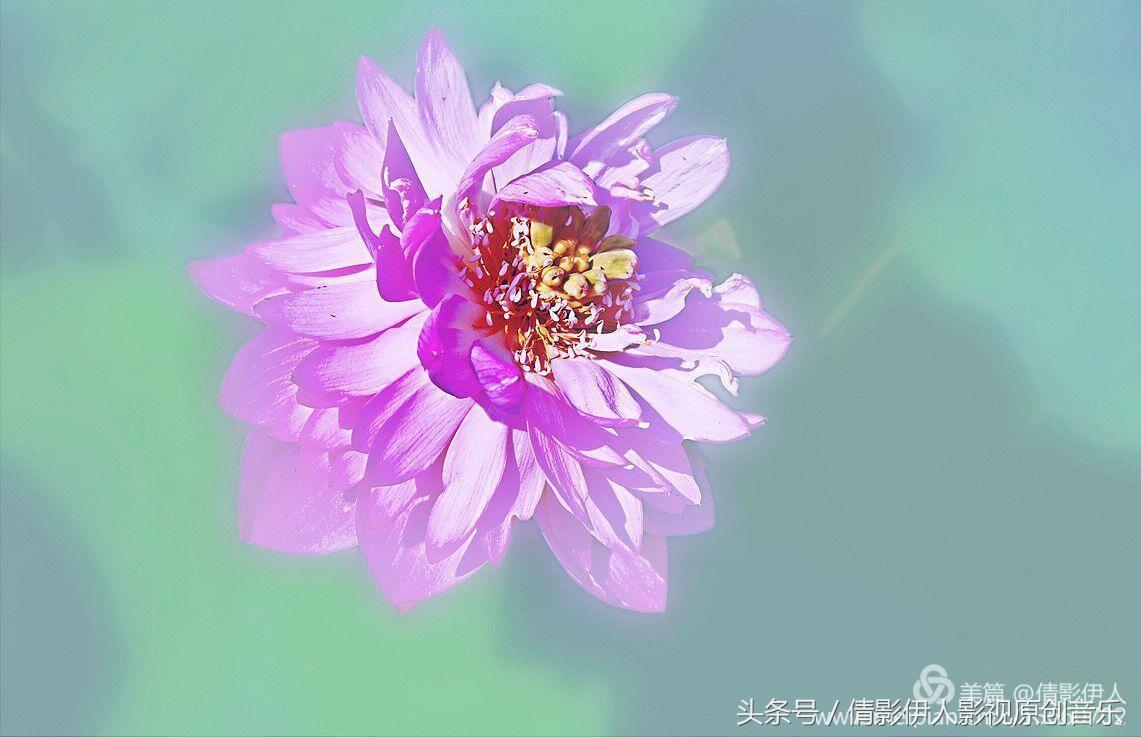 夏荷晕倒在海教官怀里,夏荷最美的十首诗