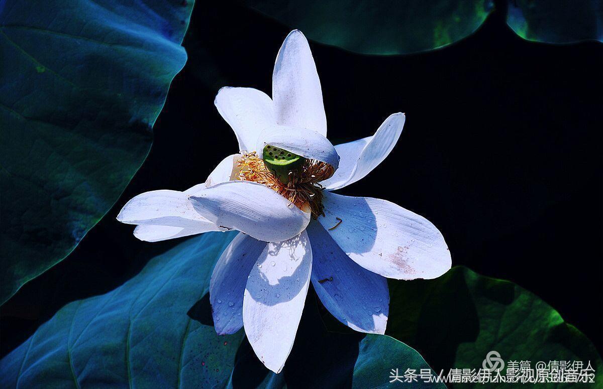 荷花之歌,立夏荷花音乐