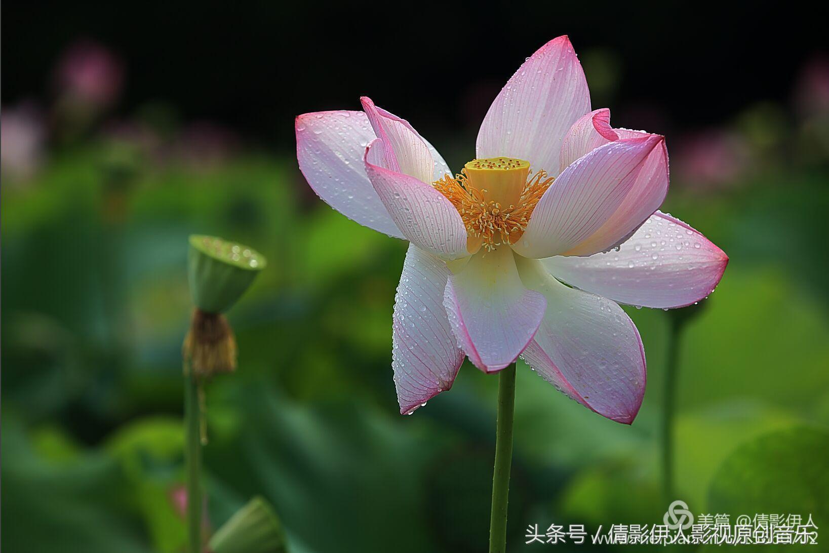 夏荷晕倒在海教官怀里,夏荷最美的十首诗