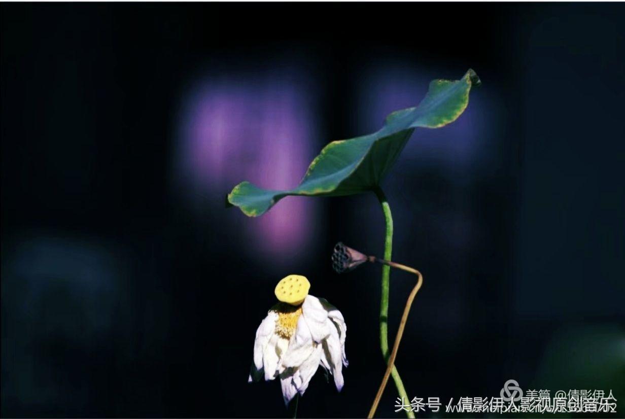 夏荷晕倒在海教官怀里,夏荷最美的十首诗