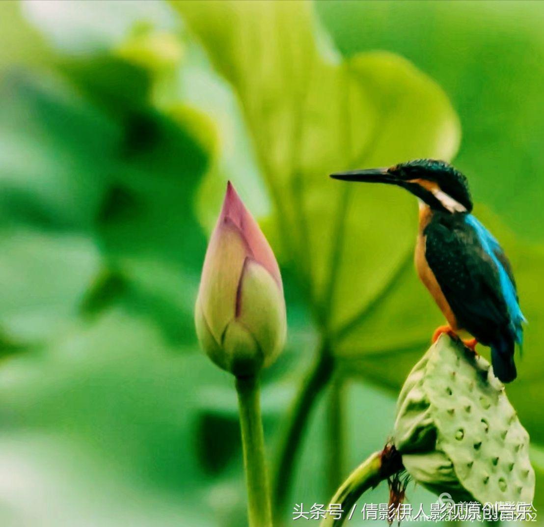 荷花之歌,立夏荷花音乐