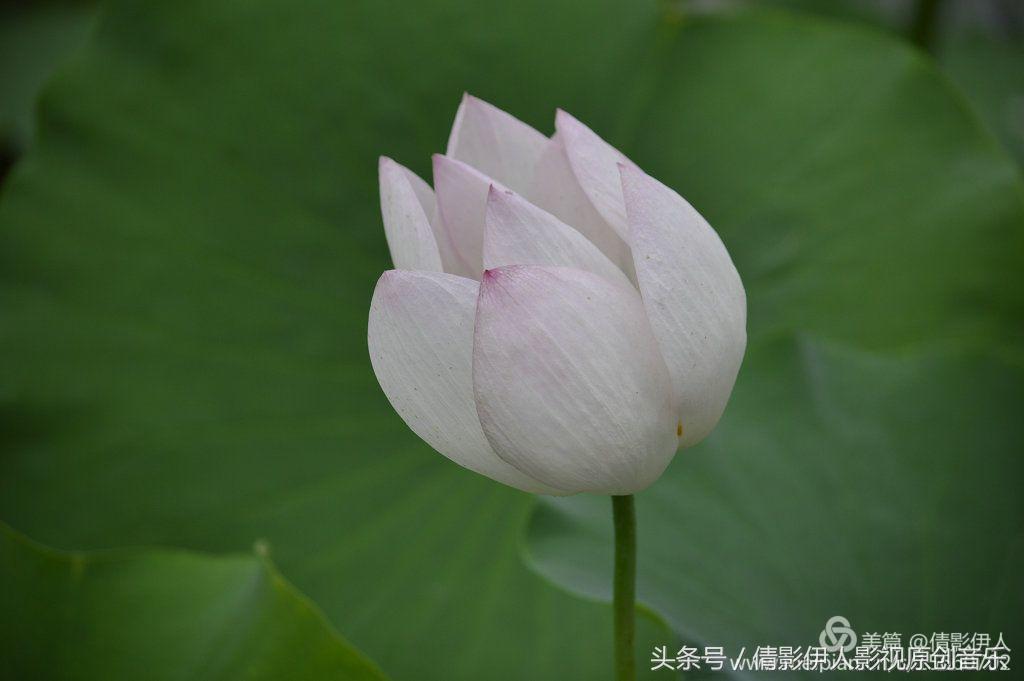 夏荷晕倒在海教官怀里,夏荷最美的十首诗