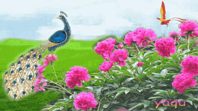 祝你天天快乐早上好图片,祝大家早上好天天有个好心情