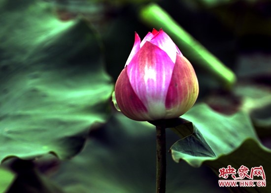 鹿邑五河:荷花盛开别样红