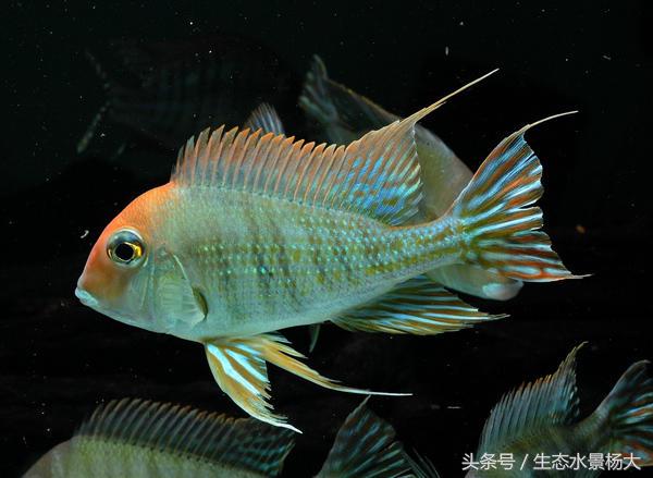 哪些慈鲷是食土鲷,食土鲷和慈鲷能混养么