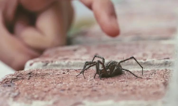 小心“新型艾滋病”，虫子就能传播