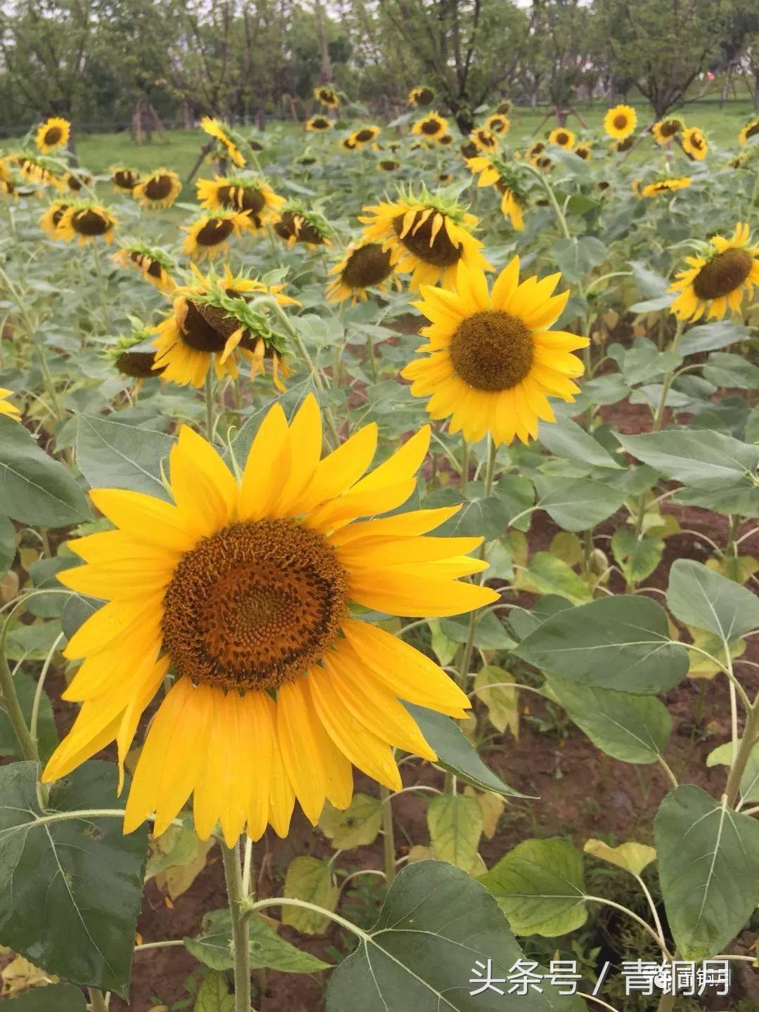 108岁老道人长寿秘诀,100岁老顽童养生秘诀
