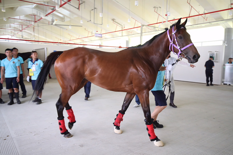 香港赛马会从化马场,香港沙田马场马匹亮相区