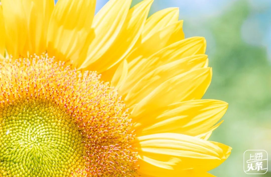 上海罗泾向日葵花田,上海各公园向日葵花海即将盛放