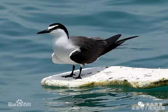 这座小岛究竟隐藏了多少秘密,一座鲜为人知的隐藏小岛