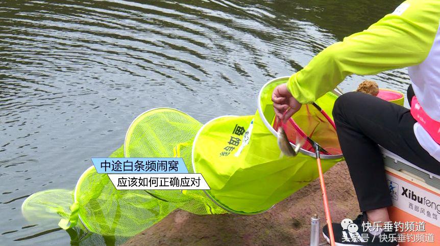 白条闹窝严重这4个方法你用过没,白条在底下闹窝最快解决方法