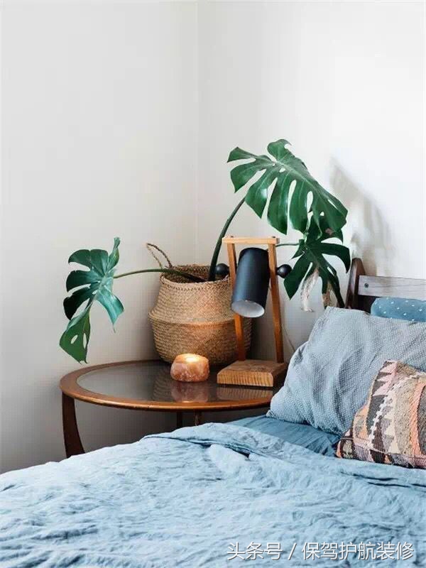 什么绿植吸收甲醛效果最好,哪些绿植好除甲醛又寓意好