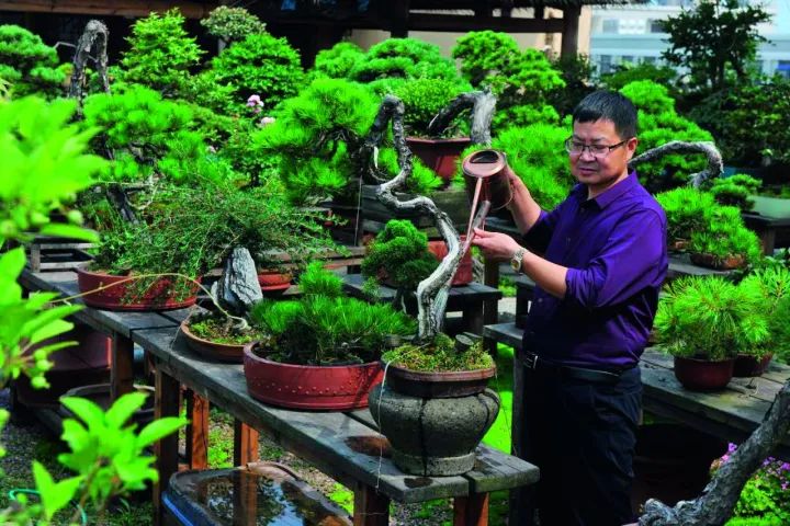 黄山松生桩怎样种成活率高,黄山松值多少钱