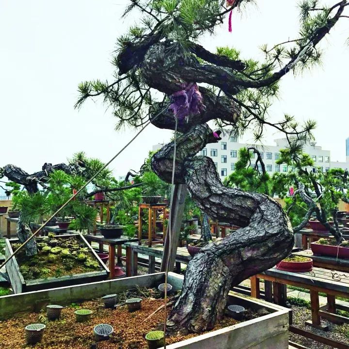 黄山松生桩怎样种成活率高,黄山松值多少钱