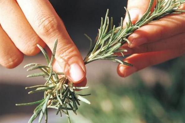 头发油腻头屑多怎么回事,头屑多头发油得快解决妙招