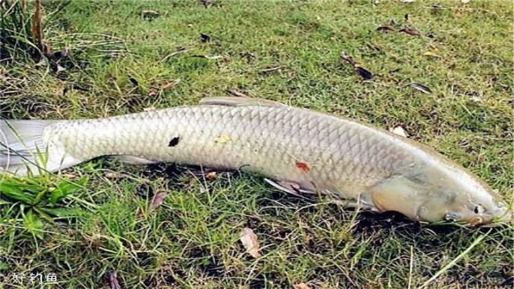 夏钓草鱼5大爆护技巧,第一次拿出来分享,高手绕道