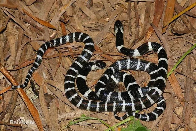 21岁女孩网购银环蛇当宠物被咬，送到医院后……哎！