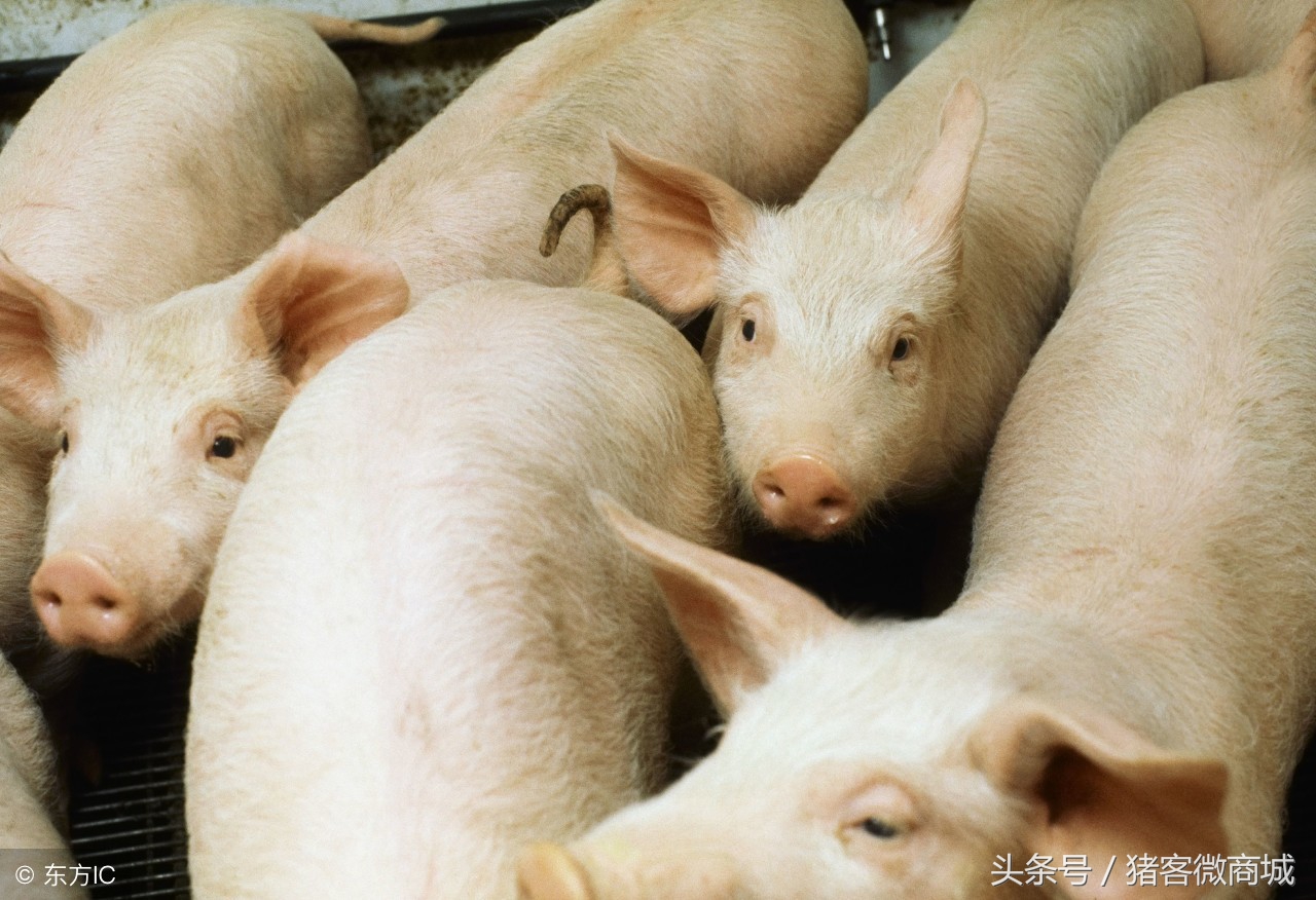 母猪产道撕裂流血,母猪产仔时产道出血咋办