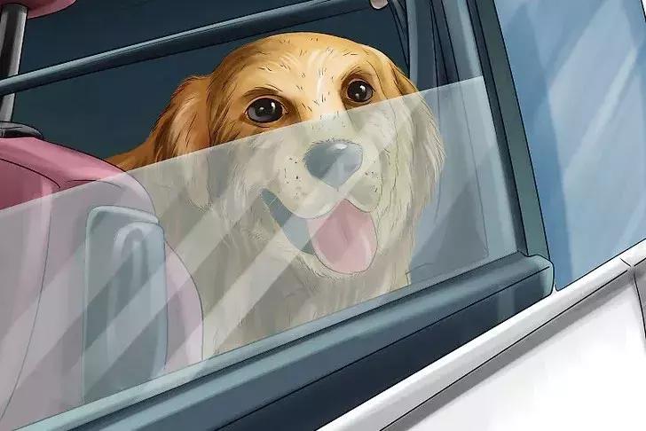 猫狗晕车淌口水,猫狗坐车需要注意什么