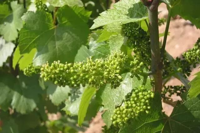 上海周边哪里摘葡萄最好,今夏去哪里玩好