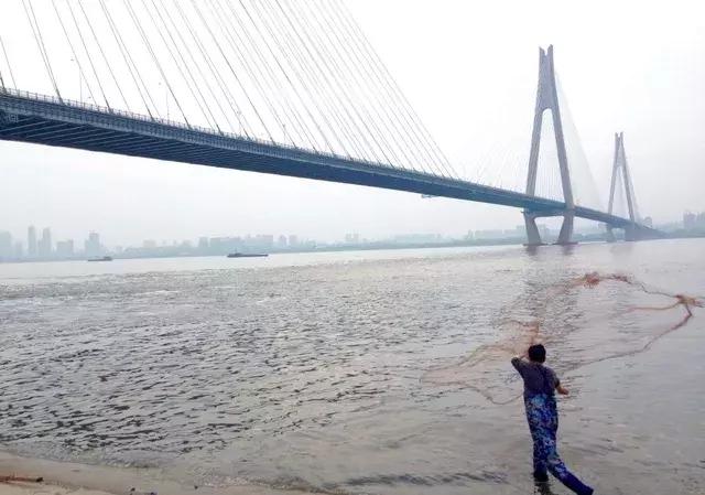 武汉餐馆里的天价江鱼，都是从这里来的！都市渔夫最真实的一天