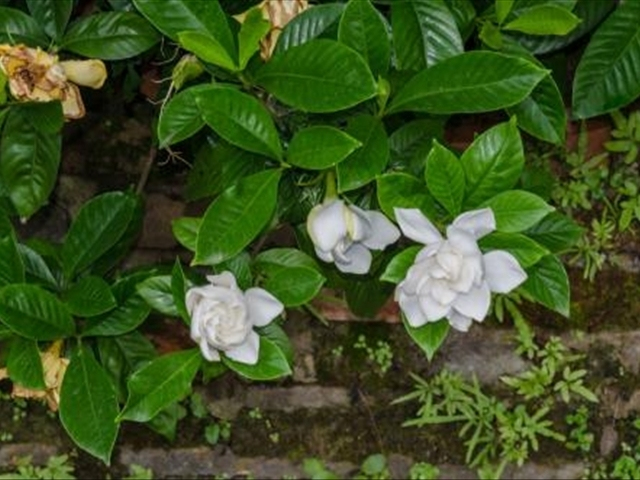 栀子花叶上的红蜘蛛怎么治,栀子花红蜘蛛用什么药能彻底消灭