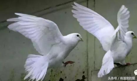 鸽子不让飞怎么剪鸽羽,鸽子刚破壳老鸽不进窝