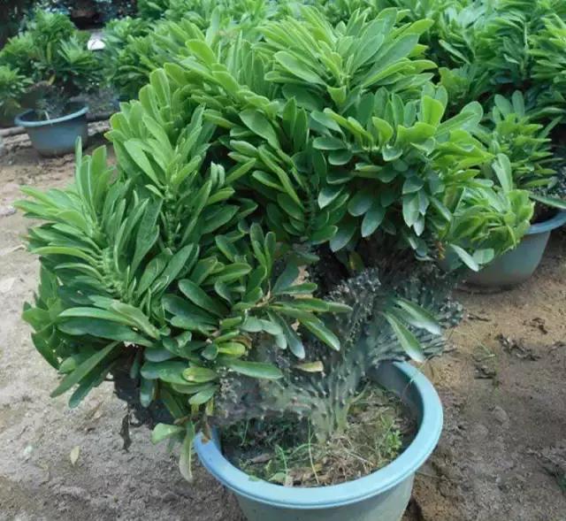 毛骨悚然！淄博家有养多肉的人快看，特别是有小孩的……