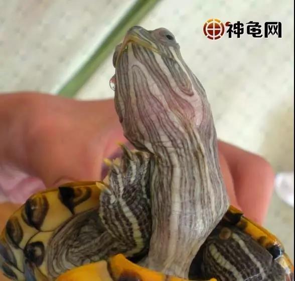 龟病防治最好的方法,龟病防治