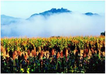 百首诗赞拉法山,百首诗作